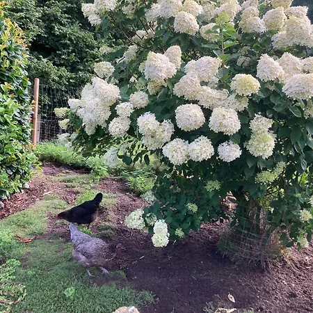 Apartamento Piesch *